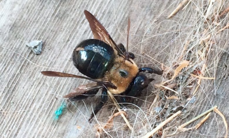 bee removal near me