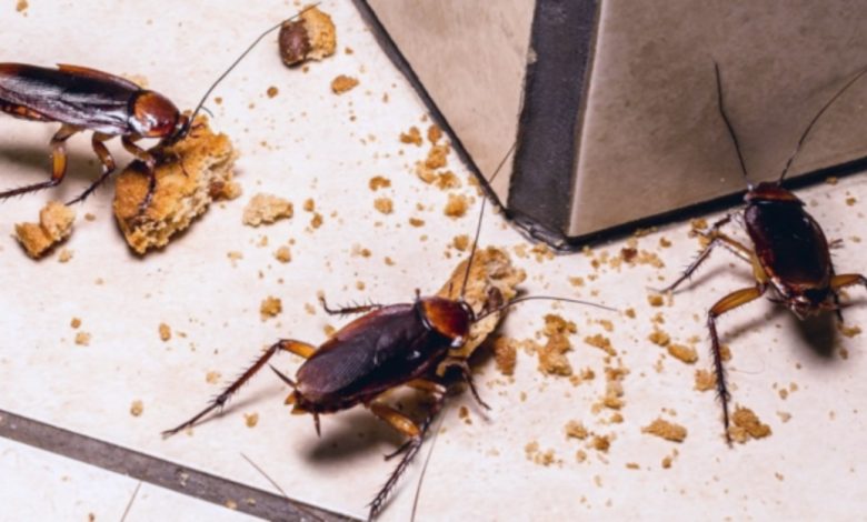 cockroaches control service brisbane