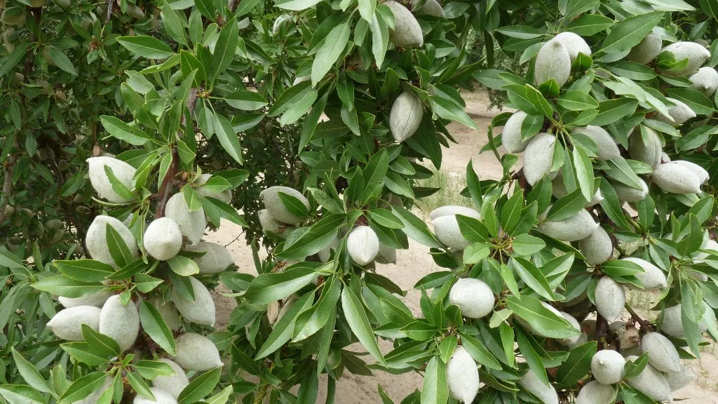 Healthy Almonds Cultivation Guidance for Farmers in India